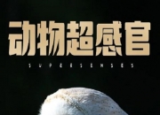 2020年加拿大纪录片《动物超感官》全3集